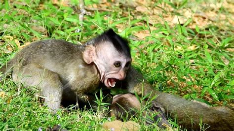 Telling story. . Monkeys beating up their babies